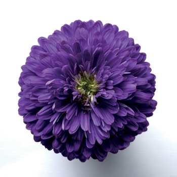 Aster novi-belgii 'Henry™ I Purple' (116718)