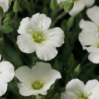 Arenaria montana 'Blizzard Compact' (116723)