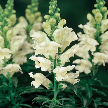 Antirrhinum majus Snapshot™ 'White' (116748)