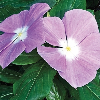 Catharanthus roseus Cora® 'Lavender' (116813)