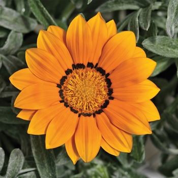 Gazania rigens Frosty Kiss™ '' (116840)