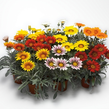 Gazania rigens Frosty Kiss™ '' (116841)