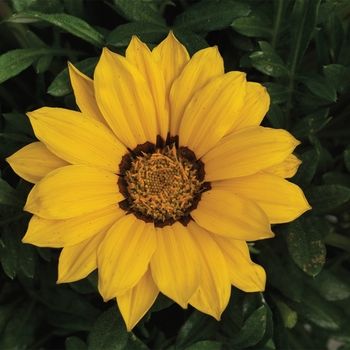 Gazania rigens Kiss™ '' (116848)