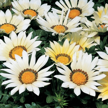 Gazania rigens Kiss™ 'White Improved' (116849)