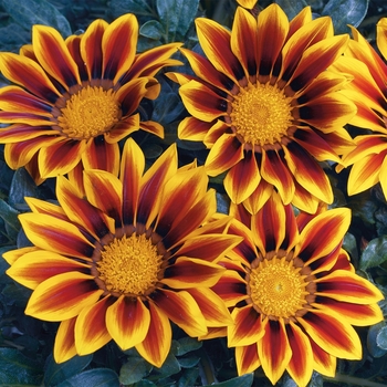 Gazania rigens Kiss™ 'Golden Flame' (116854)