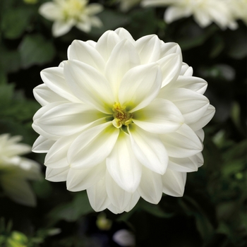 Dahlia Grandalia™ '' (116870)