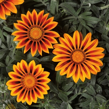 Gazania rigens Frosty Kiss™ 'Orange Flame' (116874)