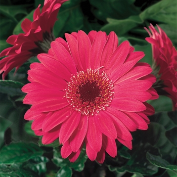 Gerbera jamesonii Jaguar™ '' (116906)