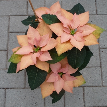 Euphorbia pulcherrima 'Autumn Leaves' (116936)