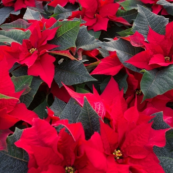 Euphorbia pulcherrima 'Advantage Red' (116937)