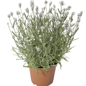 Lavandula angustifolia Scent™ 'White Improved' (116976)