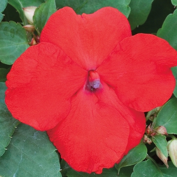 Impatiens walleriana Tumbler™ 'Scarlet' (116999)