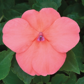 Impatiens walleriana Tumbler™ 'Salmon' (117001)