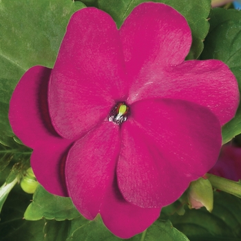 Impatiens hawkeri Clockwork™ 'Purple' (117021)