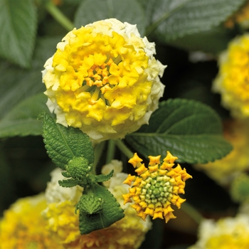 Lantana camara Landscape Bandana® 'Lemon Zest' (117033)