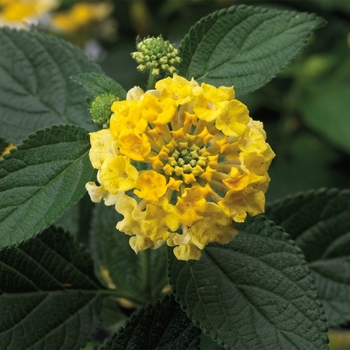 Lantana camara Bandana® 'Lemon Zest' (117039)