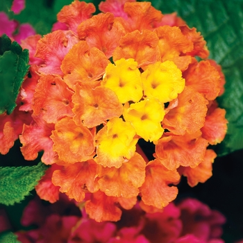 Lantana camara Bandana® 'Cherry Sunrise' (117040)