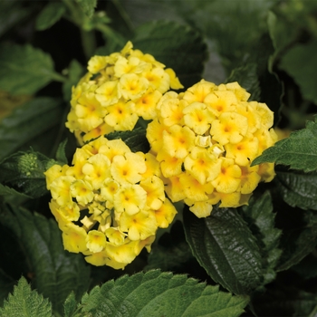 Lantana camara Landscape Bandana® 'Gold Improved' (117041)