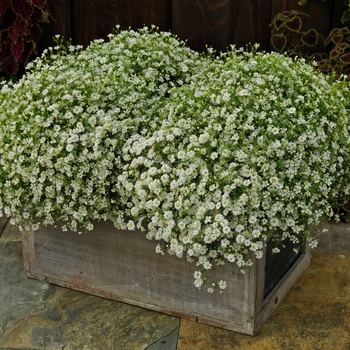 Gypsophila muralis 'Gypsy White Improved' (117122)