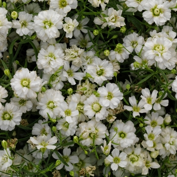 Gypsophila muralis 'Gypsy White Improved' (117123)