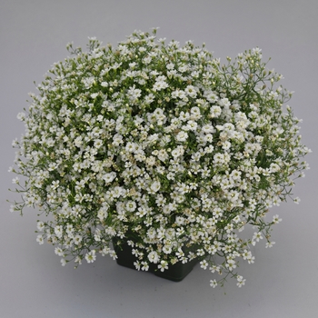 Gypsophila muralis 'Gypsy White Improved' (117124)