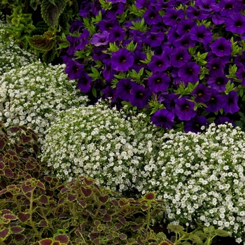 Gypsophila muralis 'Gypsy White Improved' (117125)