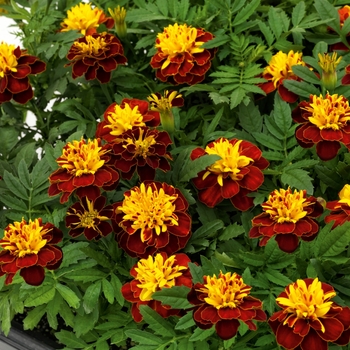 Tagetes patula Super Hero™ 'Spry' (117129)