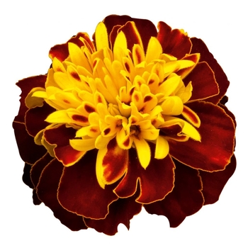 Tagetes patula Super Hero™ 'Spry' (117130)