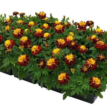 Tagetes patula Super Hero™ 'Spry' (117131)