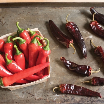 Capsicum annuum 'Red Ember' (117135)