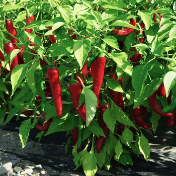 Capsicum annuum 'Red Ember' (117137)