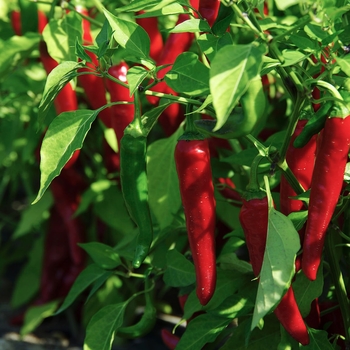 Capsicum annuum 'Red Ember' (117138)