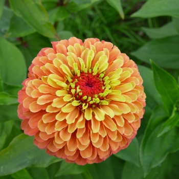 Zinnia elegans 'Queeny Lime Orange' (117155)