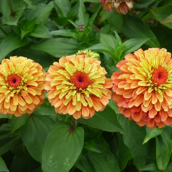 Zinnia elegans 'Queeny Lime Orange' (117157)