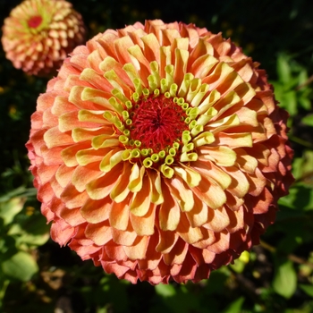 Zinnia elegans 'Queeny Lime Orange' (117158)