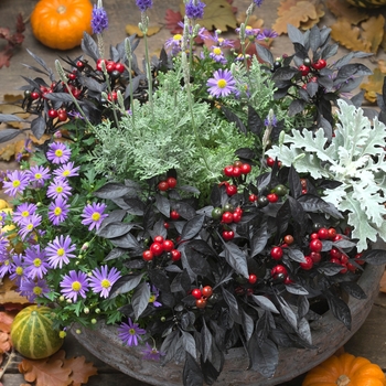 Capsicum annuum 'Onyx Red' (117164)