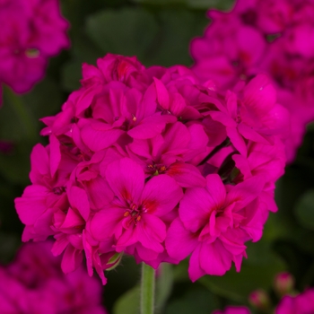 Pelargonium Calliope® Medium '' (117176)