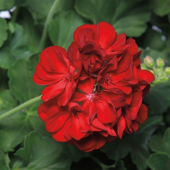 Pelargonium Calliope® Medium '' (117179)