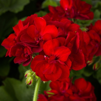 Pelargonium Calliope® Medium '' (117180)