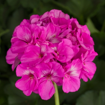 Pelargonium x hortorum Americana® 'Orchid' (117225)