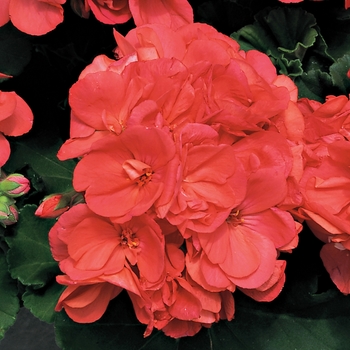 Pelargonium x hortorum Americana® 'Coral' (117226)