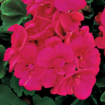 Pelargonium x hortorum Americana® 'Cherry Rose' (117227)