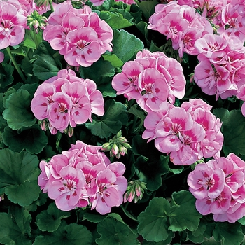 Pelargonium x hortorum Americana® 'Light Pink Splash' (117259)