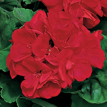 Pelargonium x hortorum Americana® 'Dark Red' (117260)