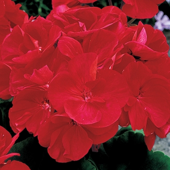 Pelargonium x hortorum Americana® 'Bright Red' (117261)