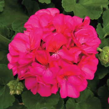 Pelargonium x hortorum Rocky Mountain™ 'Violet' (117270)