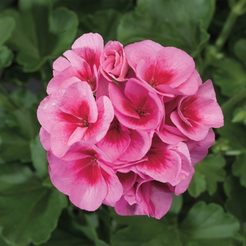 Pelargonium x hortorum Americana® 'Rose Mega Splash' (117291)