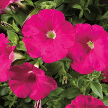 Petunia Sanguna® '' (117328)