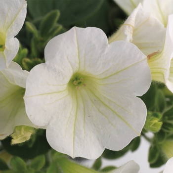 Petunia Dekko™ '' (117329)