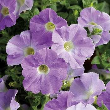 Petunia Dekko™ '' (117331)